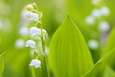 《英雄联盟》《云顶之弈》将于12月12日登陆Game Pass